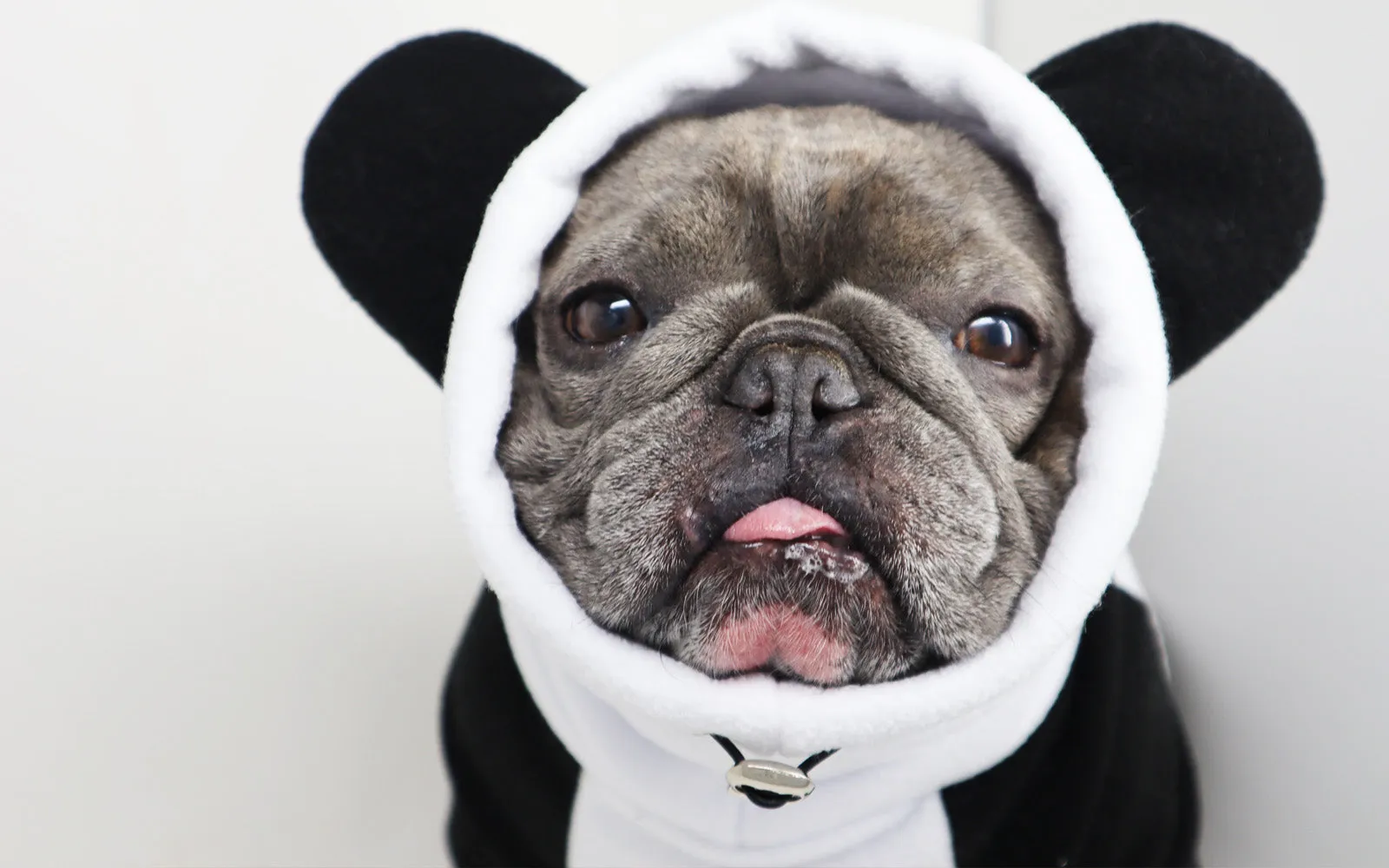 Frenchie Ear Hoodie Bundle Boys version 2 | Frenchiestore