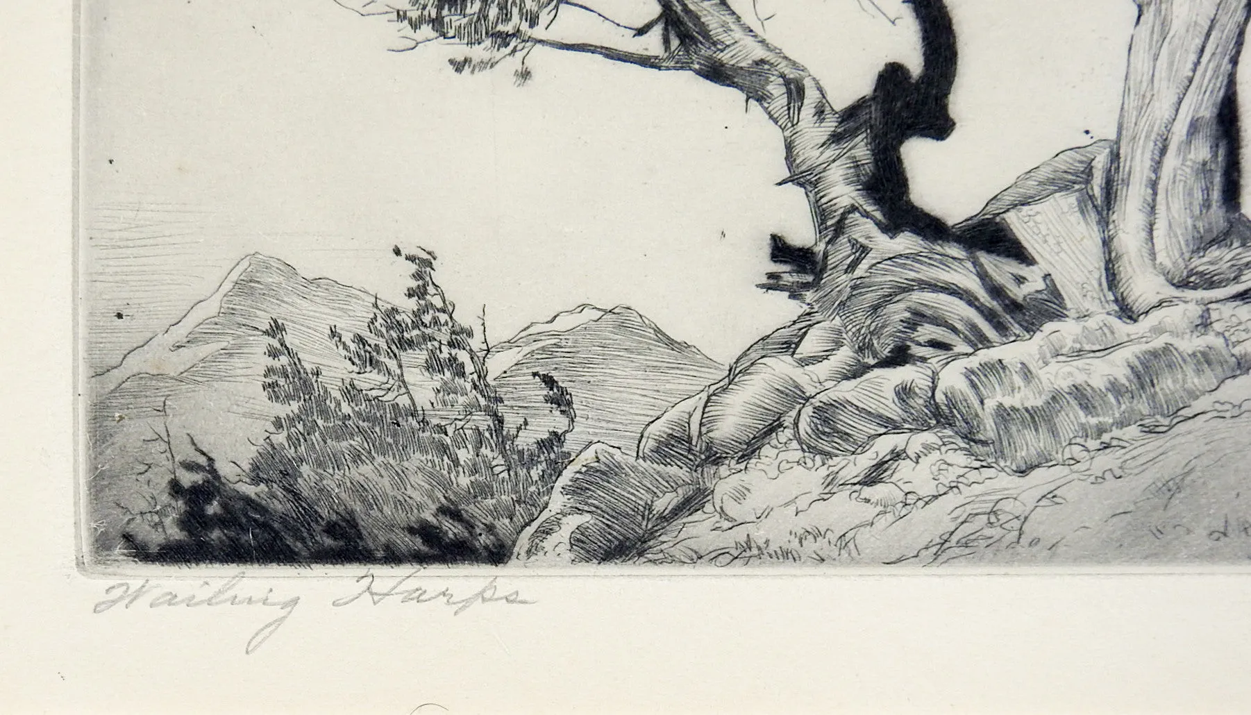 Lyman Byxbe Etching  Rocky Mt. Junipers