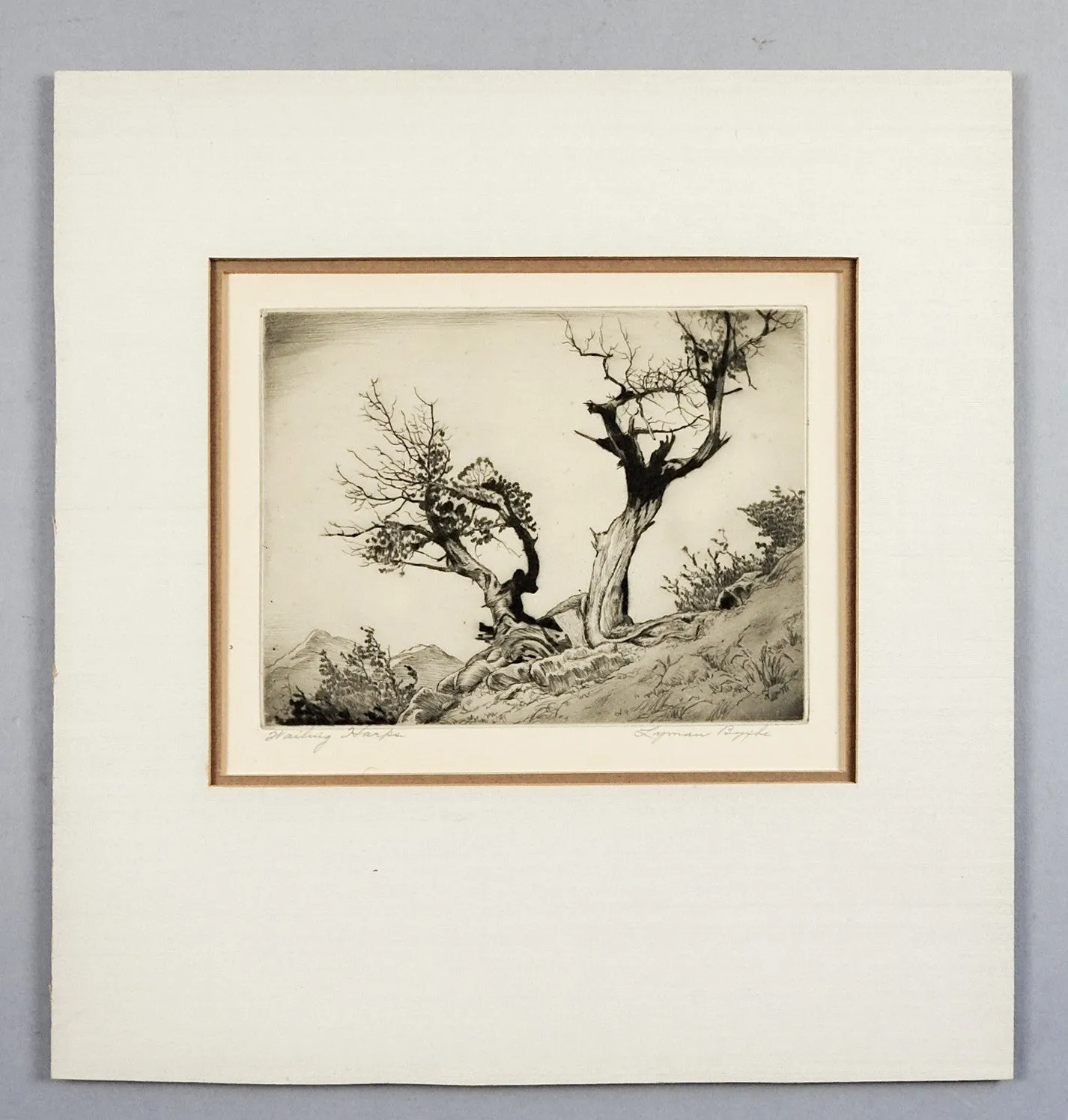 Lyman Byxbe Etching  Rocky Mt. Junipers