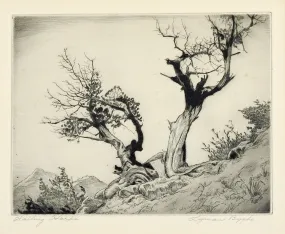 Lyman Byxbe Etching  Rocky Mt. Junipers